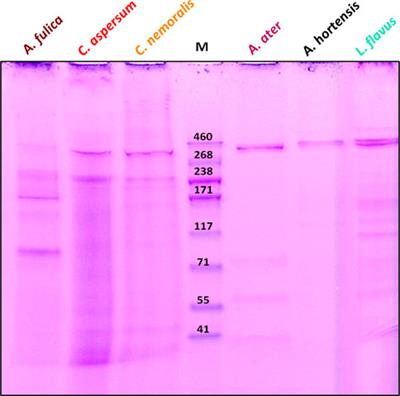 Probing the compositional and rheological properties of gastropod locomotive mucus